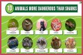 15 Animals Surprisingly More Deadly Than Sharks