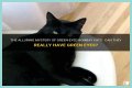 Can a Bombay cat have green eyes? – Janet-Panic.com
