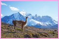 Wildlife in Patagonia: 20 Amazing Species